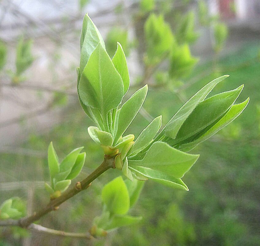 В месяце апреле - Елена Семигина