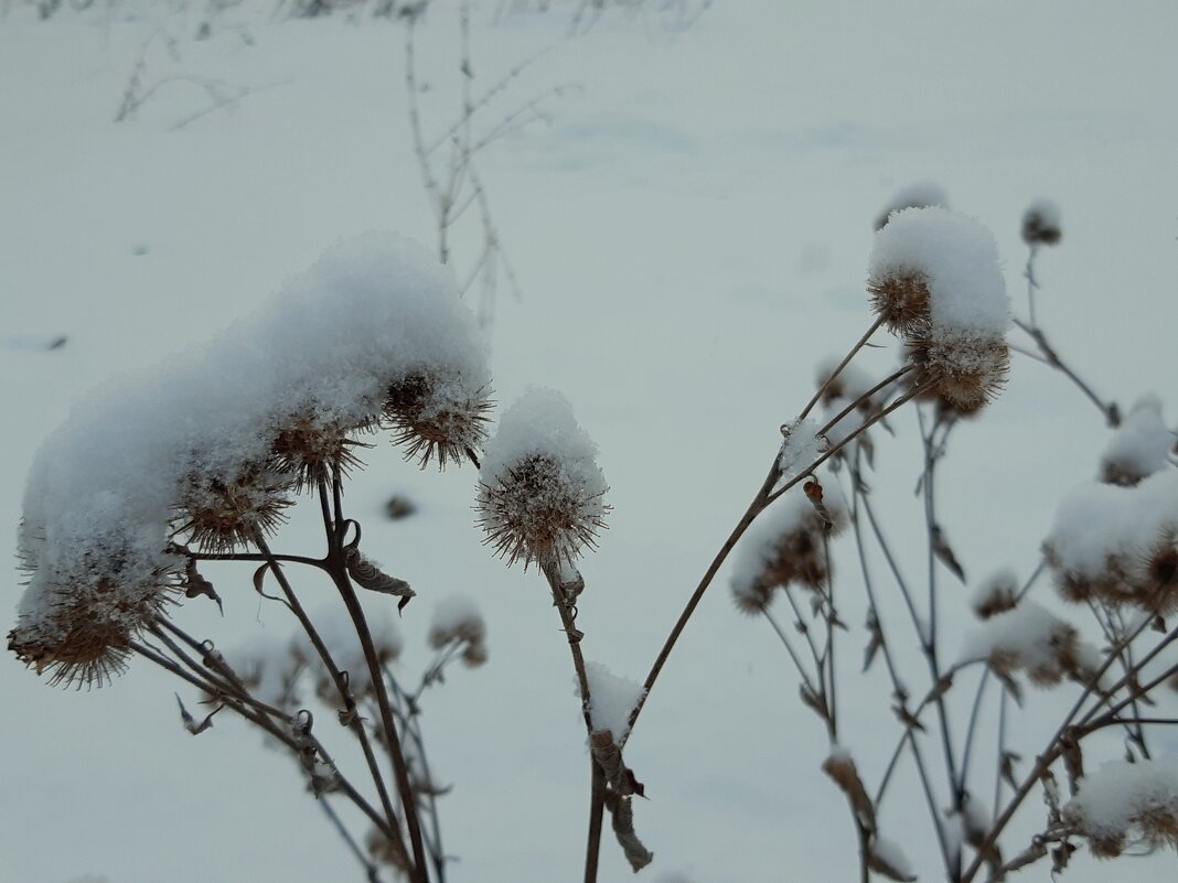 Репейник - Галина Минчук