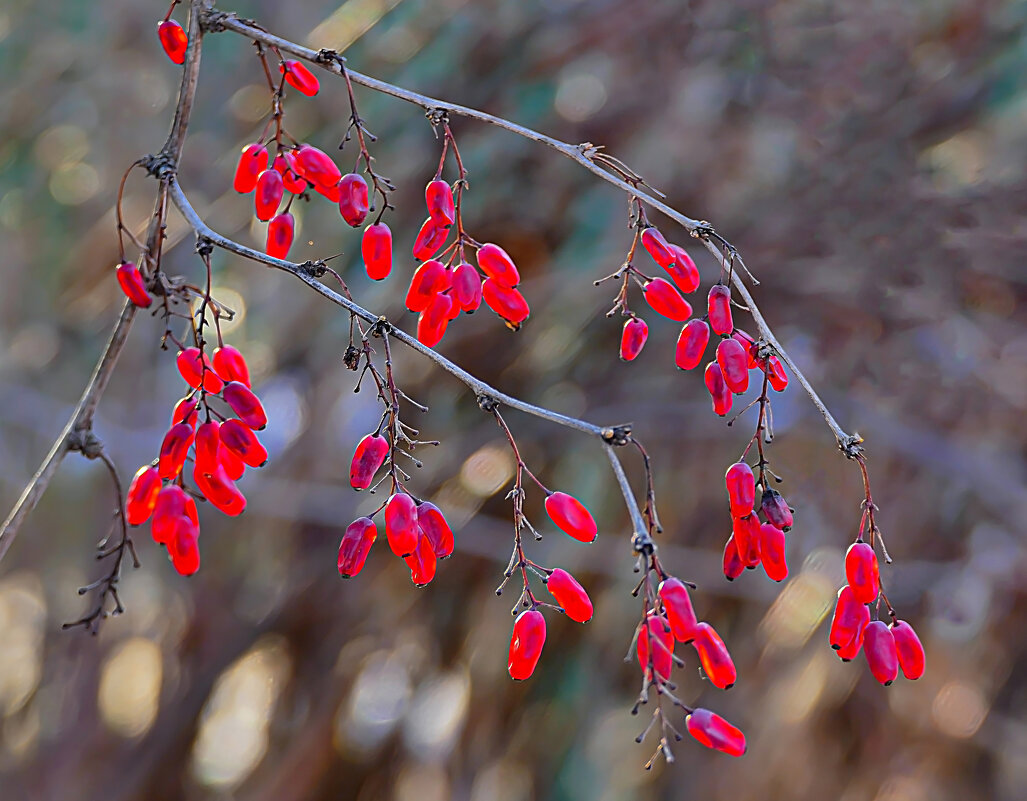 барбариски - РозаВетроф 