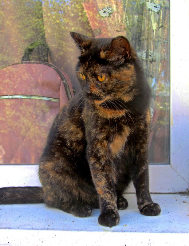 Живой котик - Сергей Карачин Живой котик - Сергей Карачин