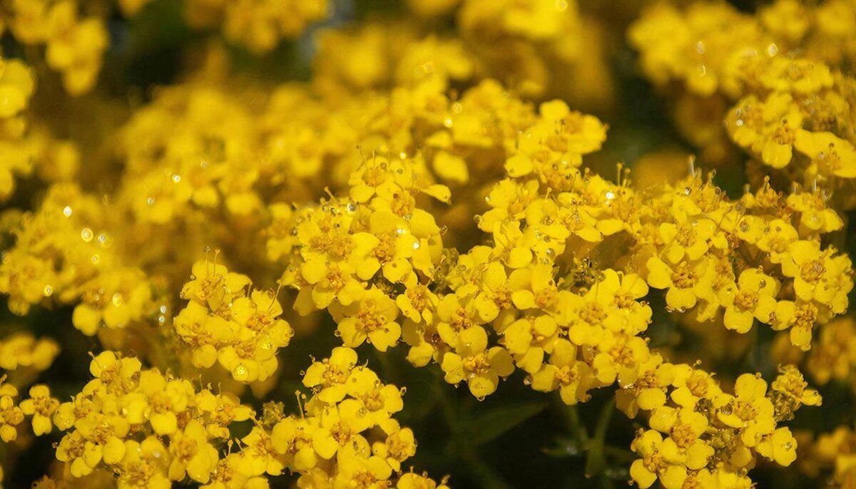 ЦВЕТЫ - МАРИЯ ПОПОВА