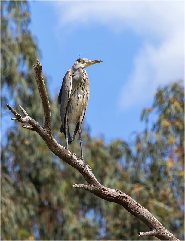 Серая цапля. - Александр Григорьев Серая цапля. - Александр Григорьев