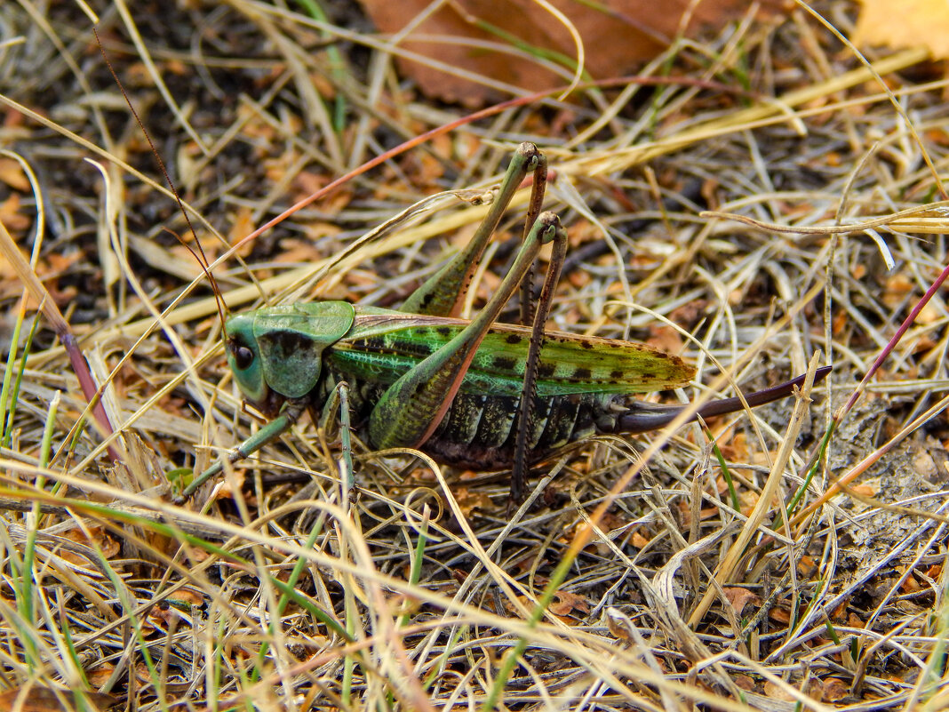 Отдых перед прыжком - Алексей Бабицын