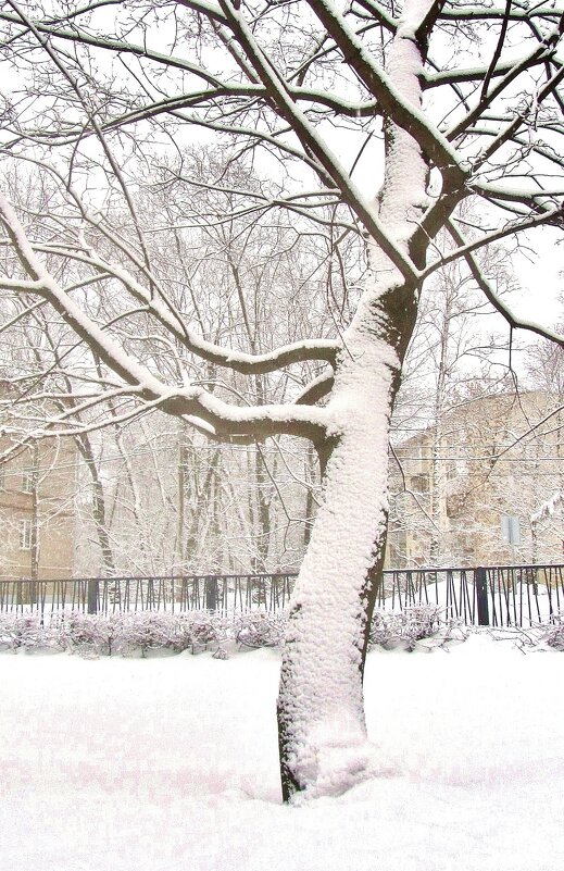 просто дерево в сквере.. - galalog galalog просто дерево в сквере.. - galalog galalog