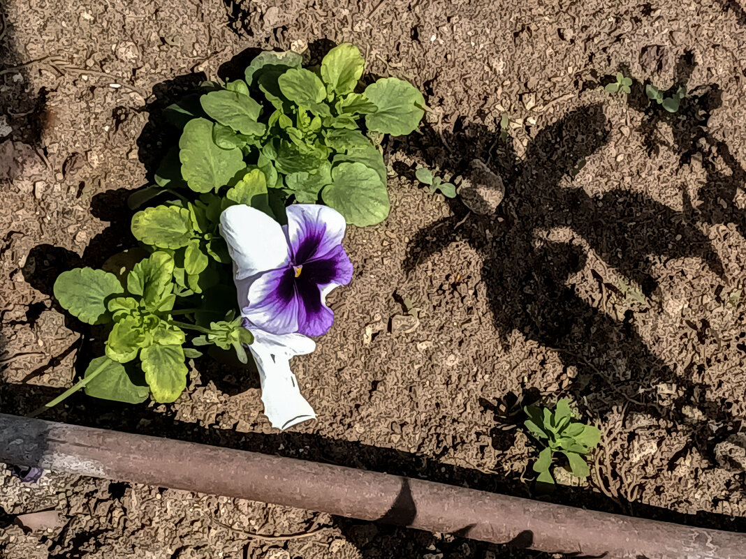 Анютины глазки. - Argaman Табашник