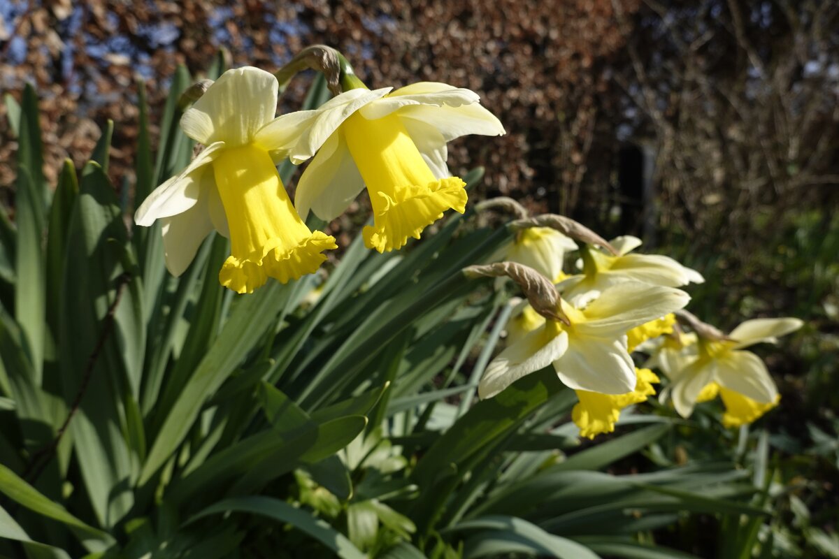 Нарциссы..... - Галина 