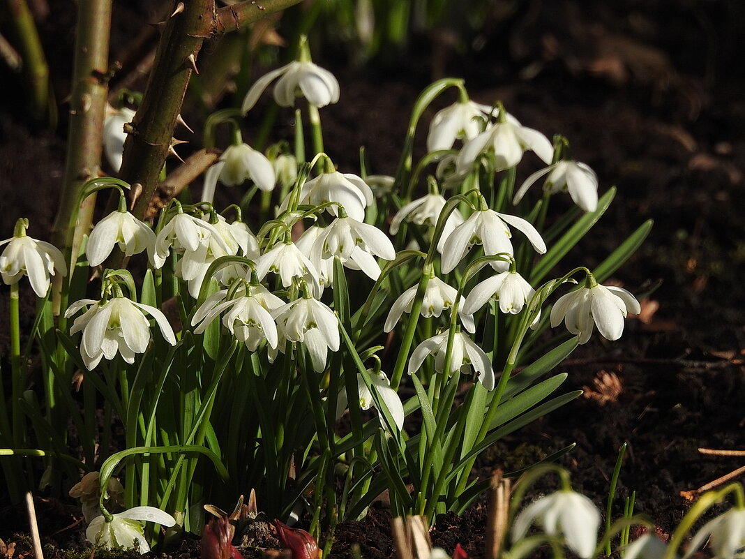 весна - ИННА ПОРОХОВА весна - ИННА ПОРОХОВА