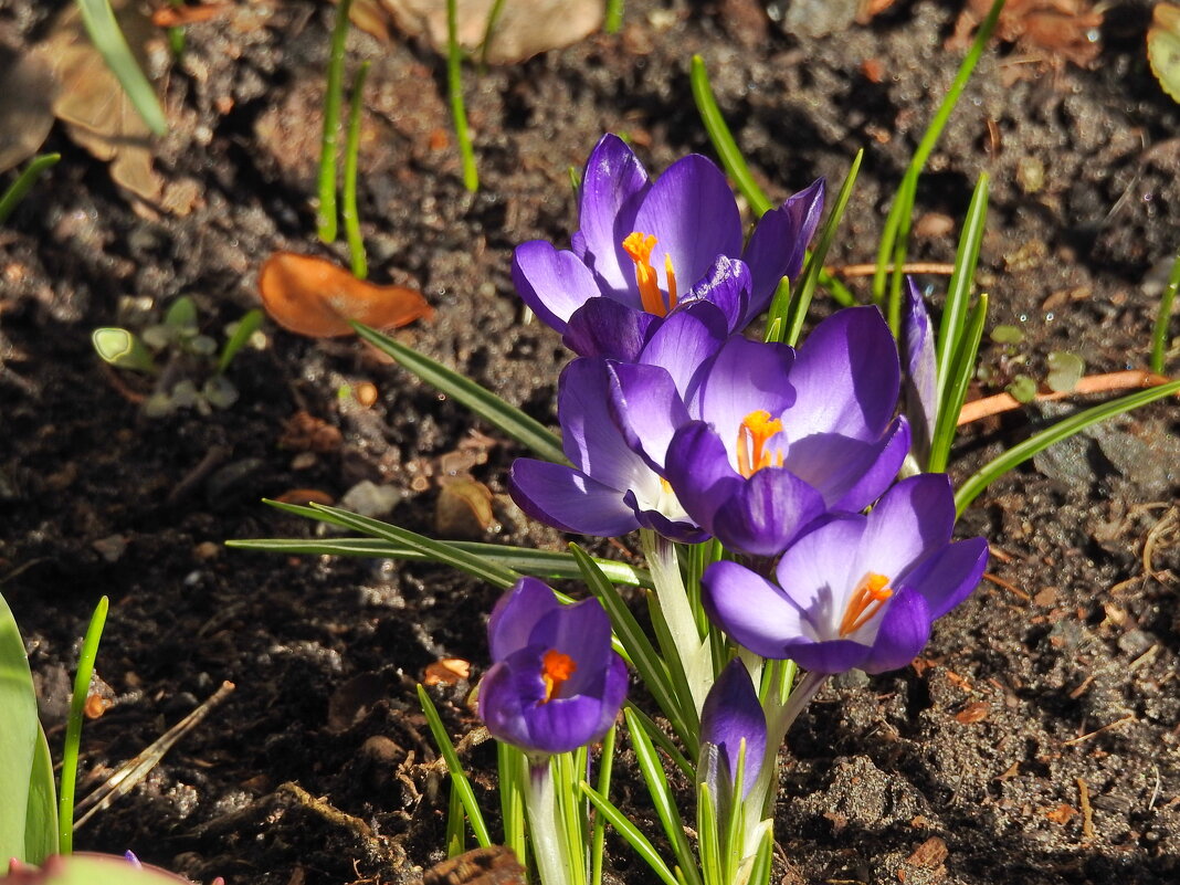 весна - ИННА ПОРОХОВА весна - ИННА ПОРОХОВА