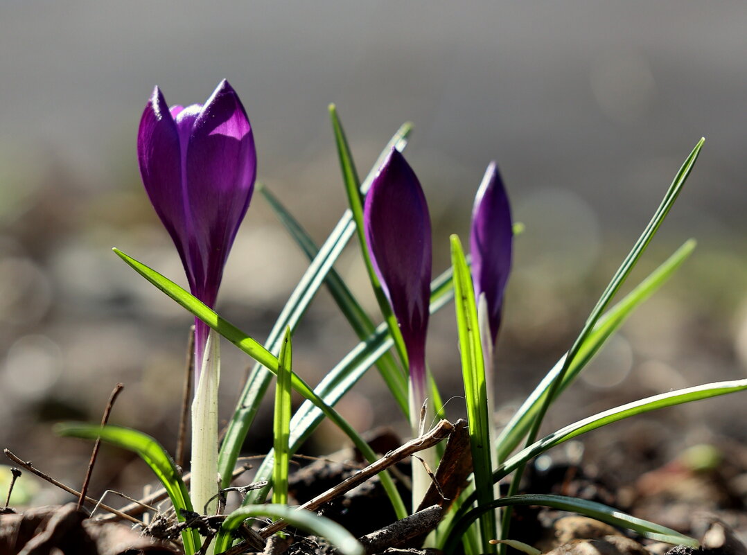 Весеннее равноденствие... - Александр Кондаков Весеннее равноденствие... - Александр Кондаков