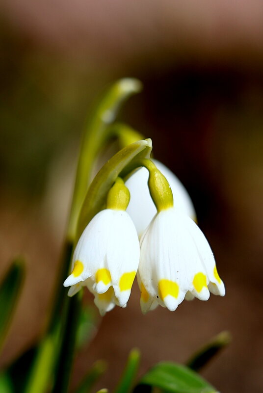 Букет. - Александр Кондаков Букет. - Александр Кондаков