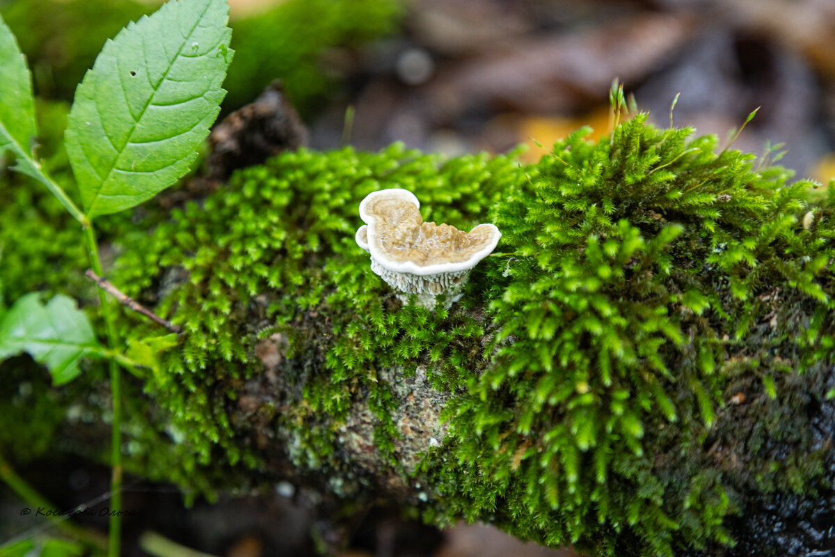 я не как все - Ольга Косачова