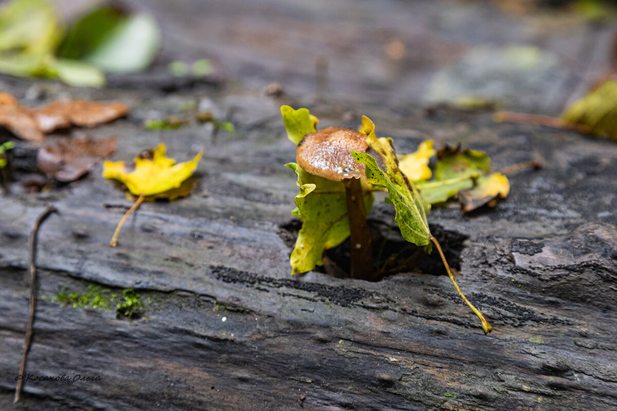 всегда можно найти выход, если хочется жить. - Ольга Косачова