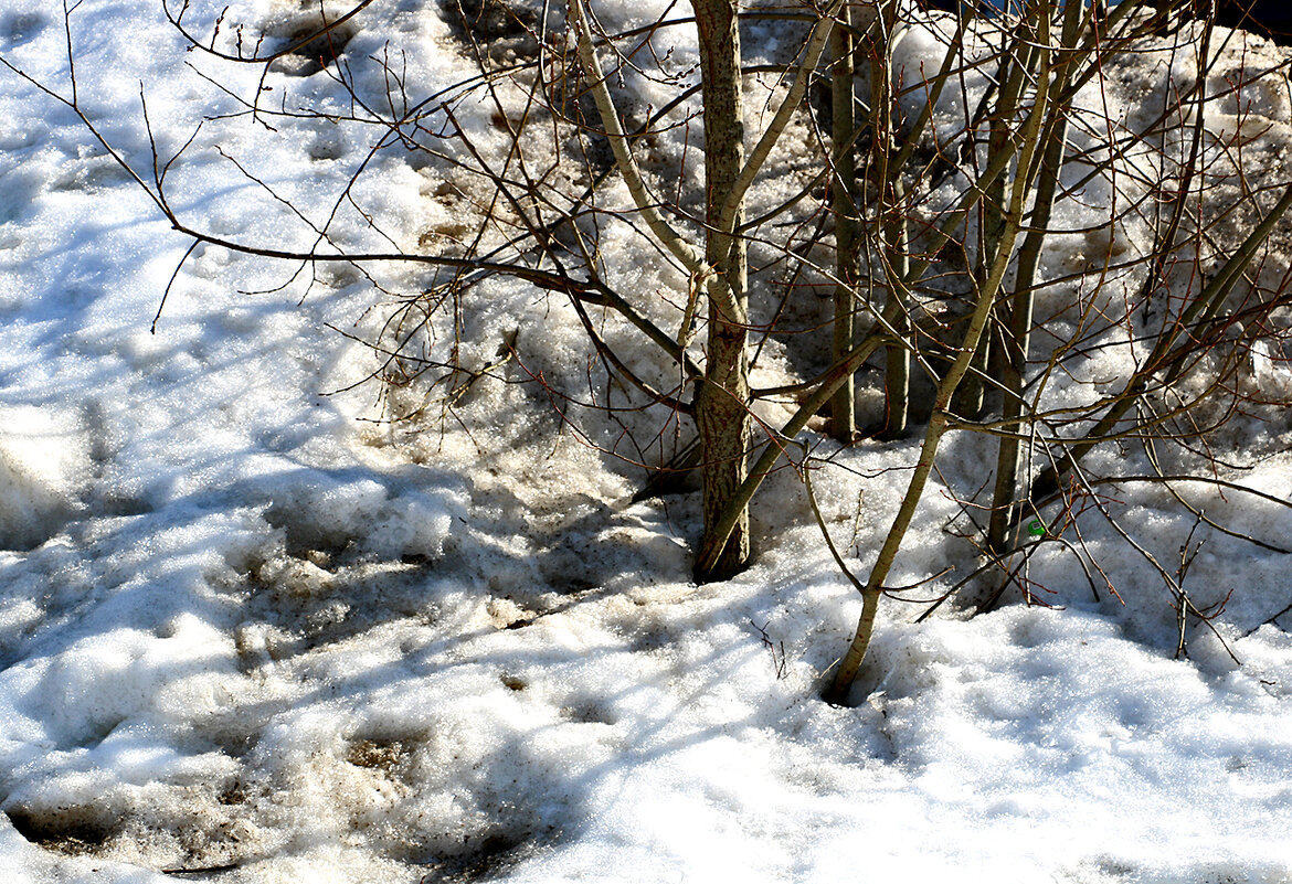 Снег и тени - Светлана 