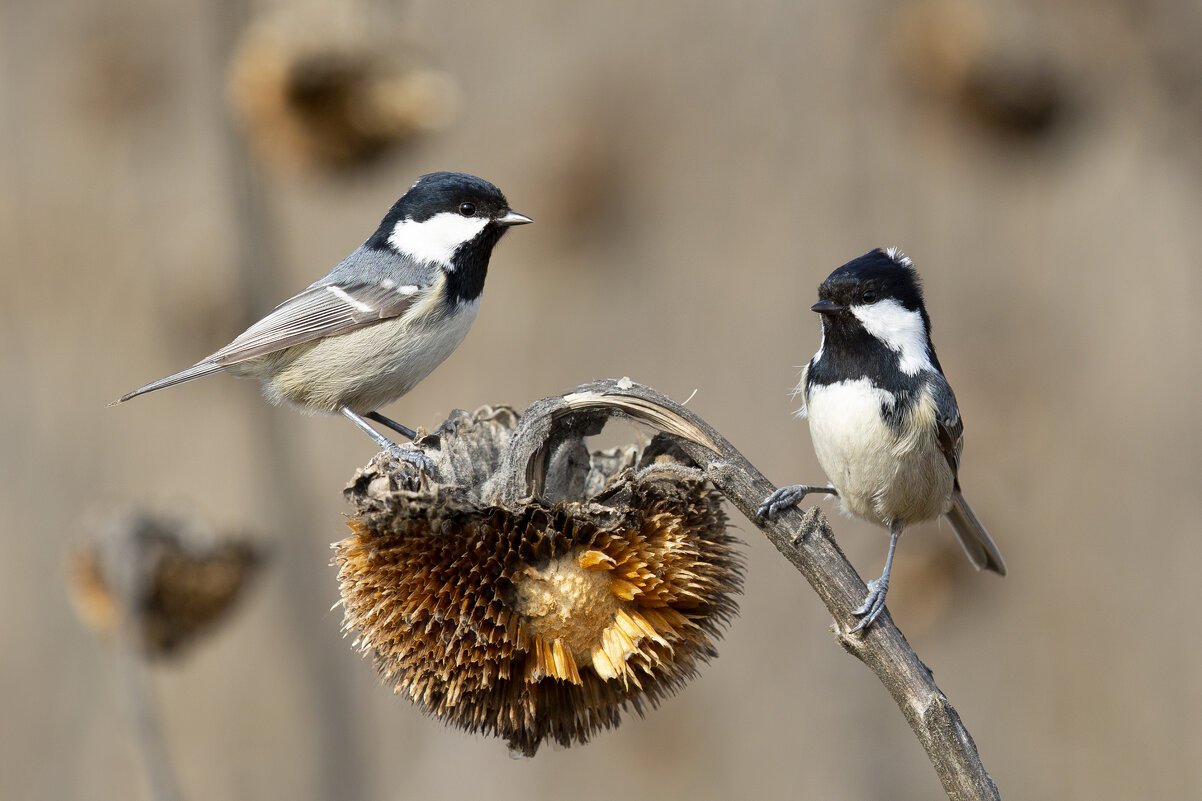 Московки - Валерий Черняк Московки - Валерий Черняк