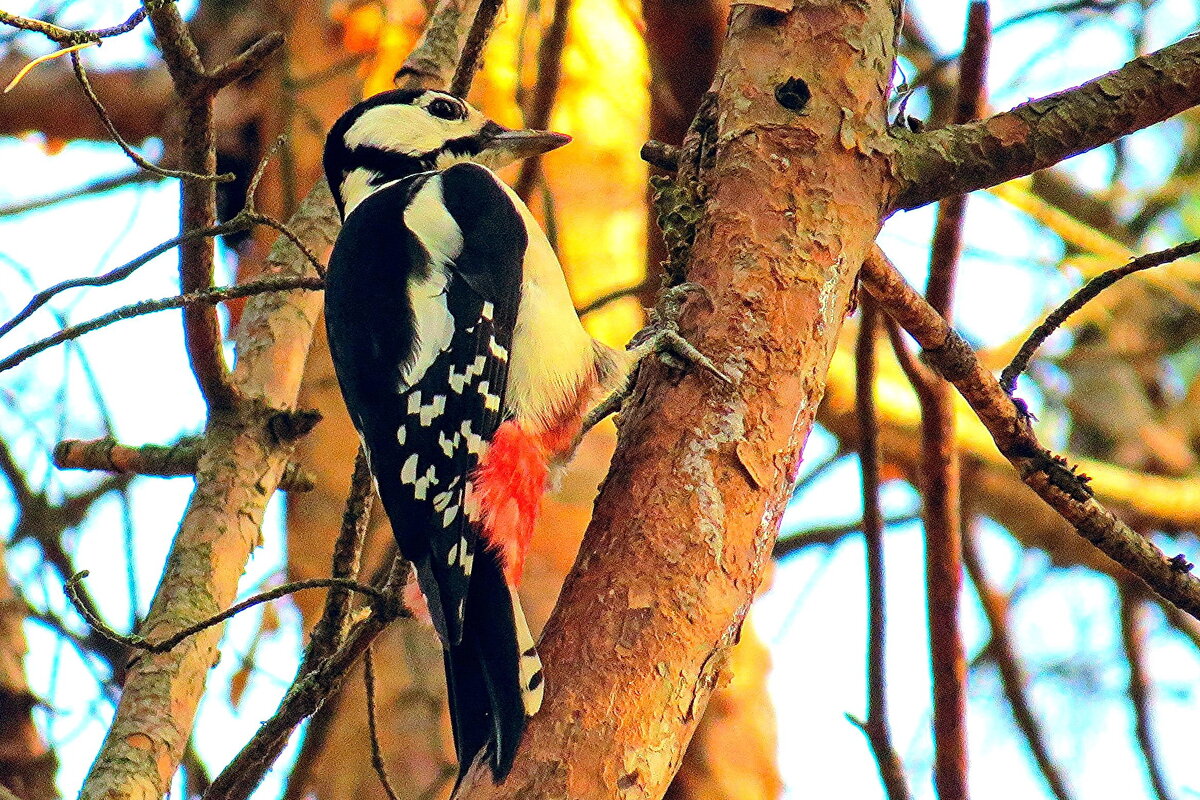 тук-тукыч - shasha1950 тук-тукыч - shasha1950