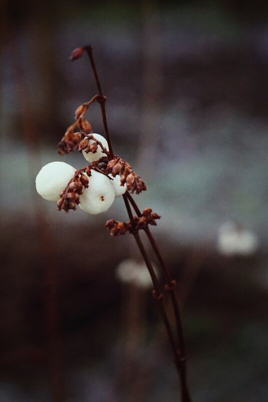 зимние сны - Андрей Литов