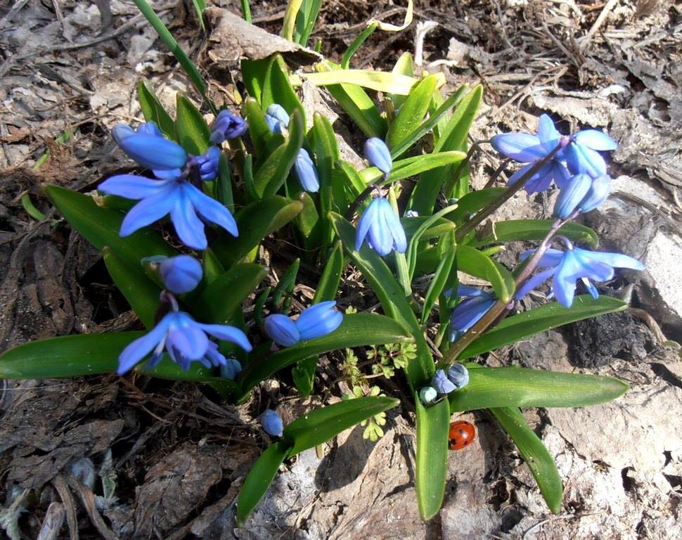 Солнышко - Наталья 