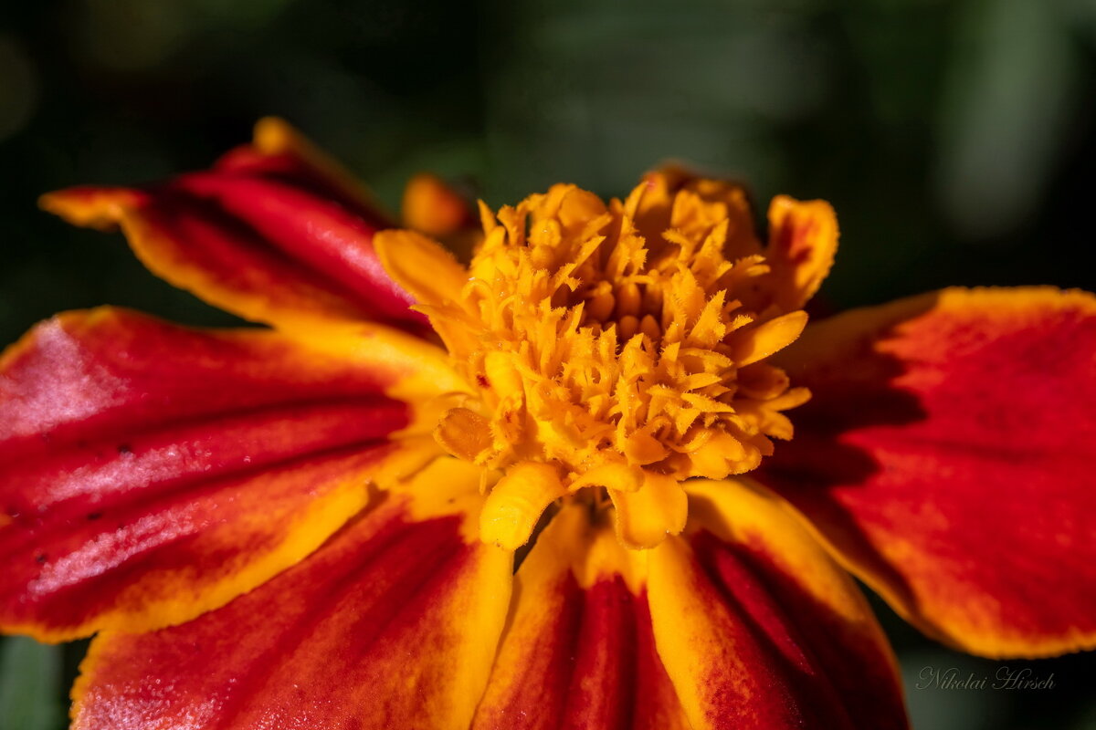 Про календулу... - Николай Гирш