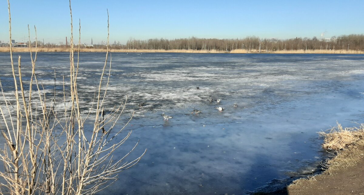 Весна в Купчино - Наталья Герасимова Весна в Купчино - Наталья Герасимова