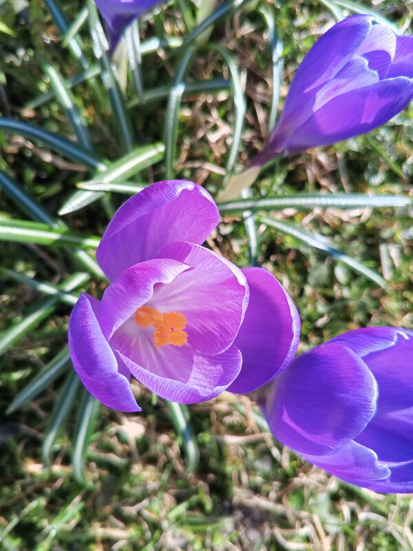 Крокус - Сапсан 