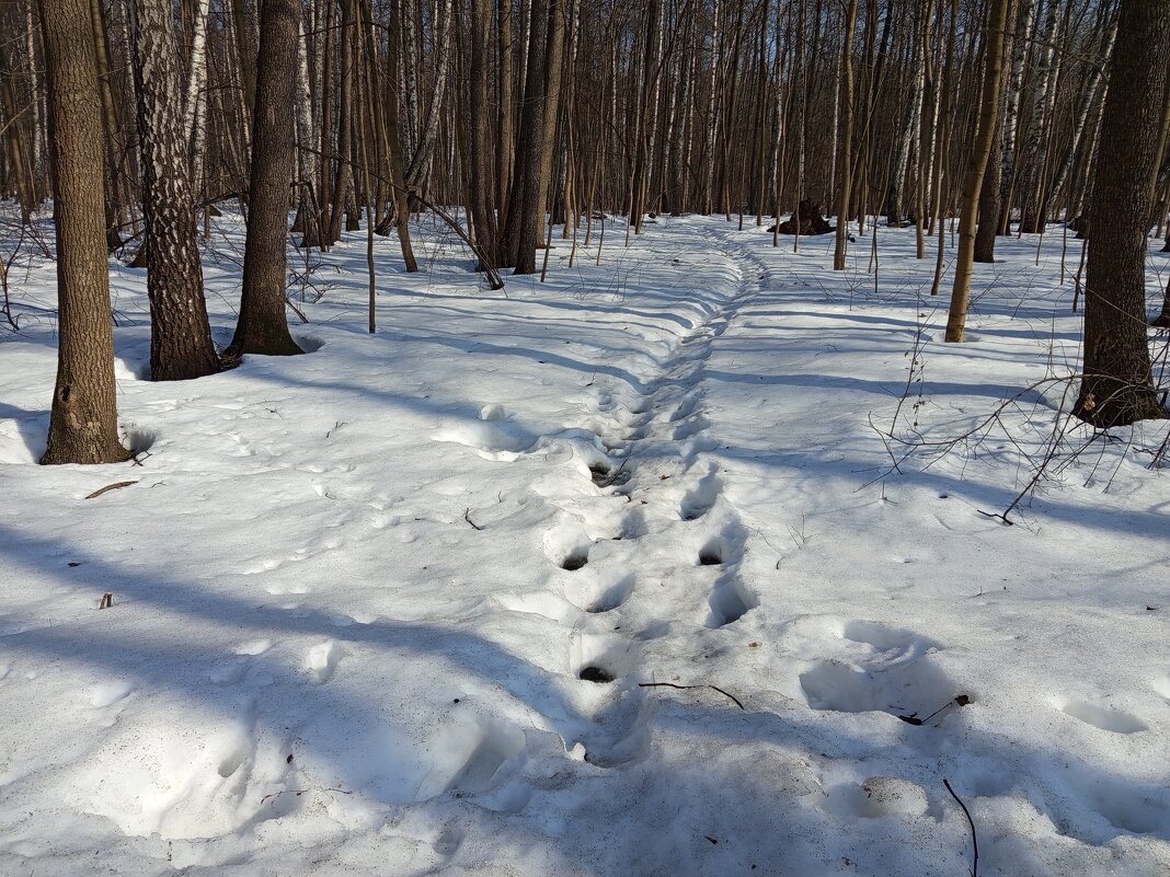 Март в Измайловском парке: мы пойдем другим путём :-) - Андрей Лукьянов