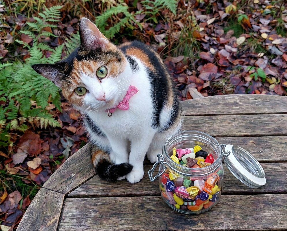 Котяка на столе - Лилия 