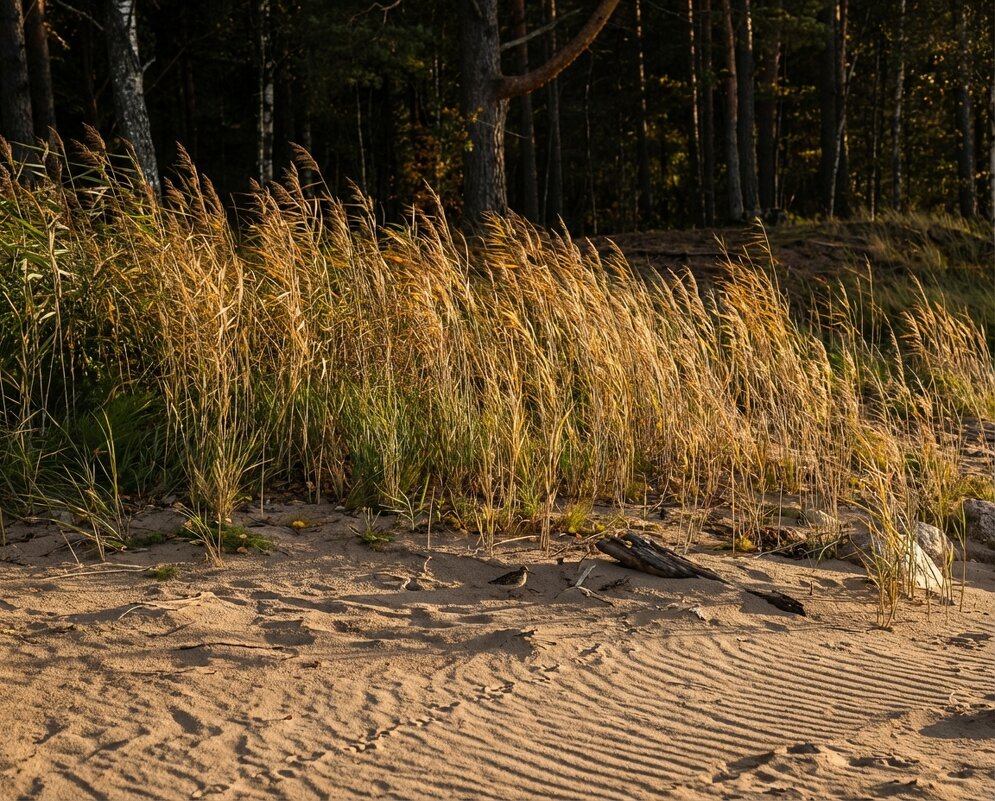 Камыш на берегу - Лилия 