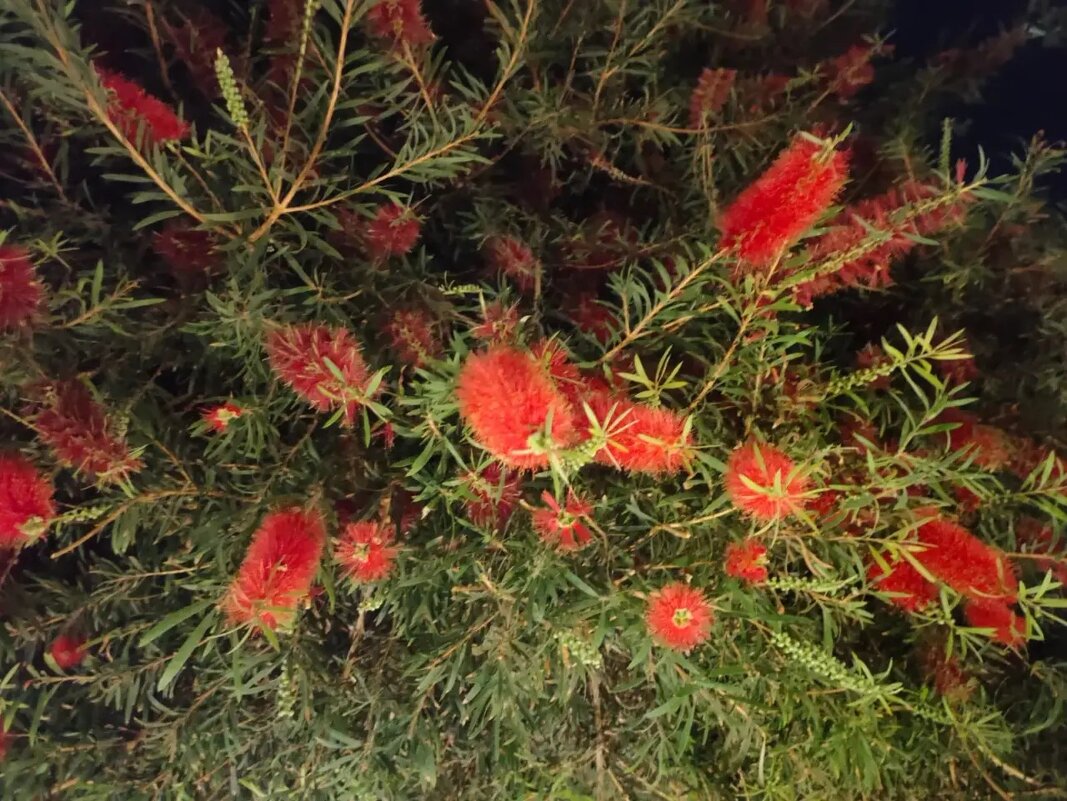 В Египте - Ирэн 