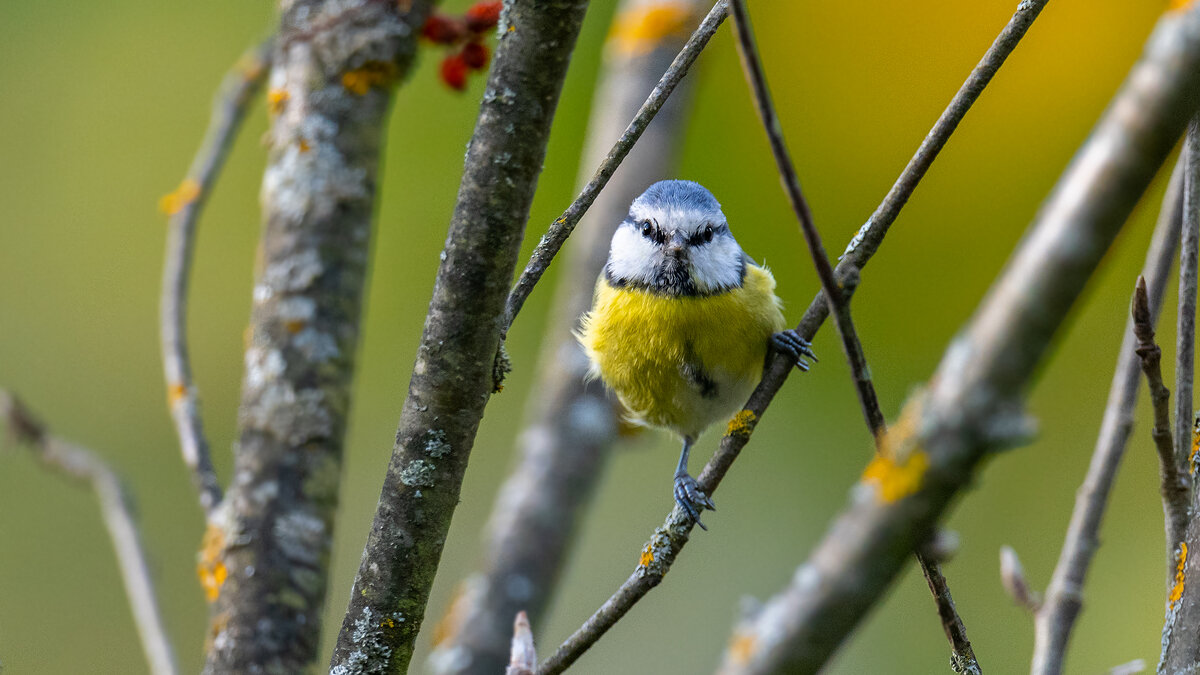 Синица лазоревка - Владимир Лазарев