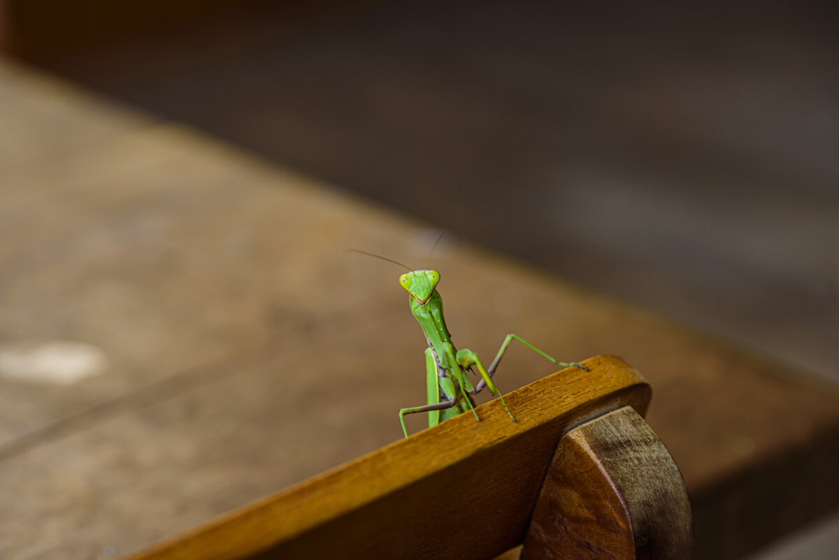 Наше Вам... - Осень 