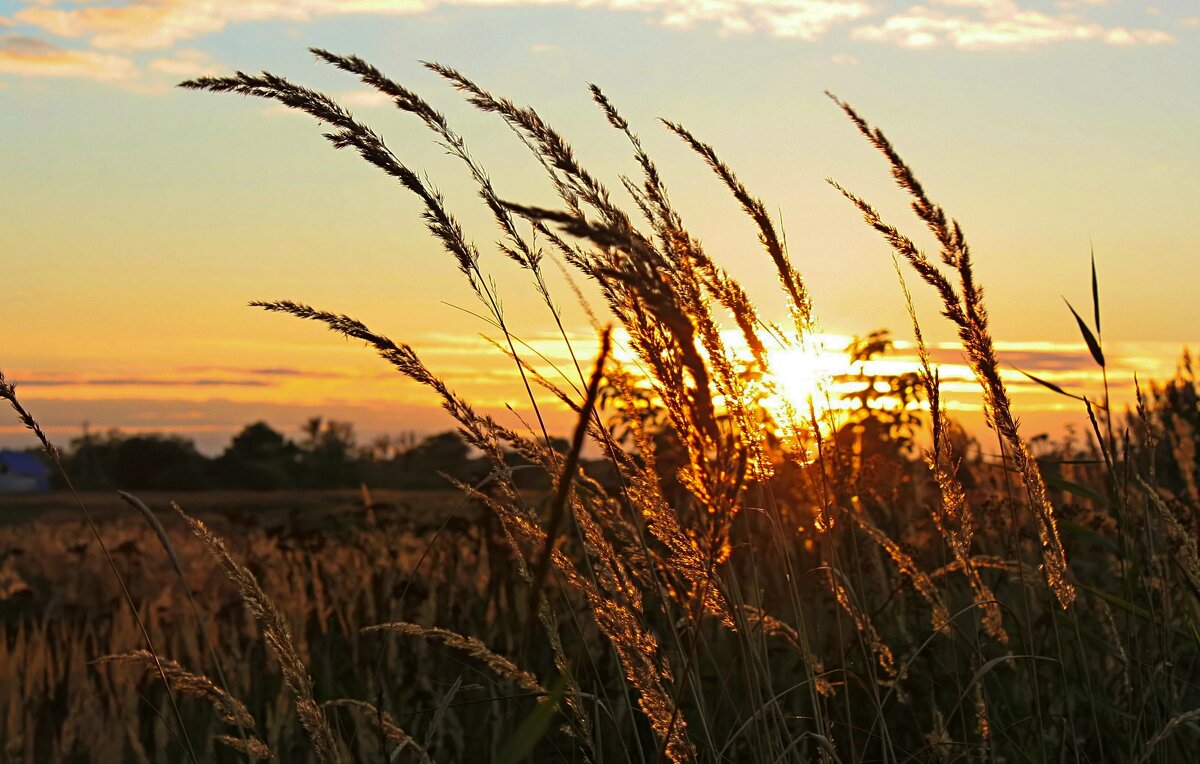 Октябрьское солнце - В.И 