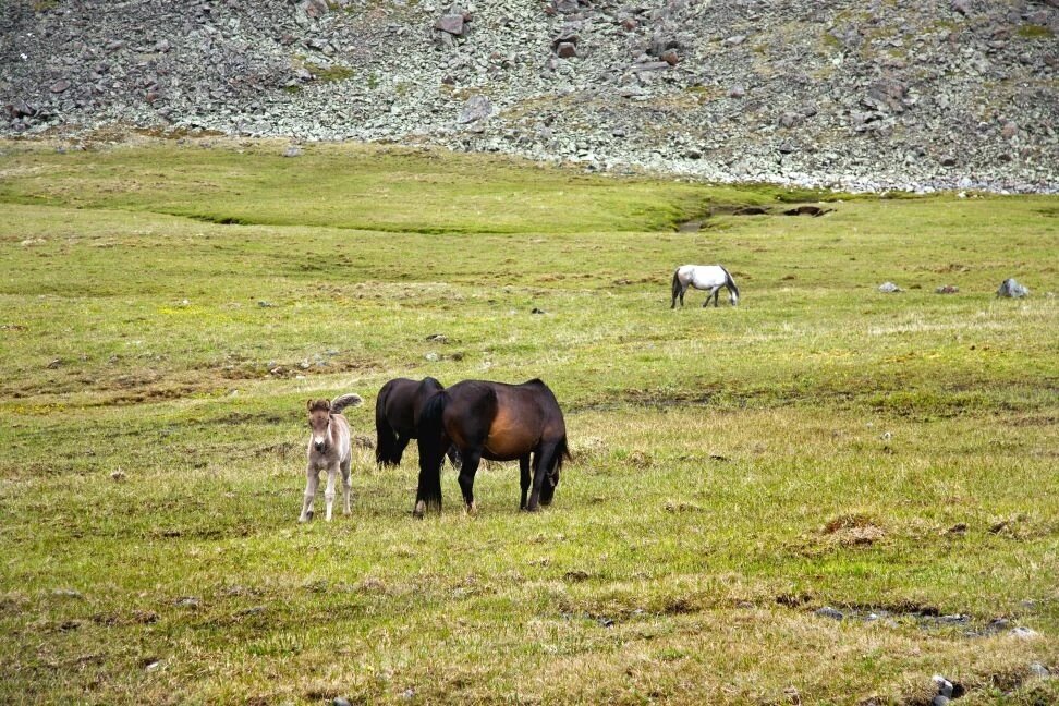 Лошадки - Виктор Фоменко
