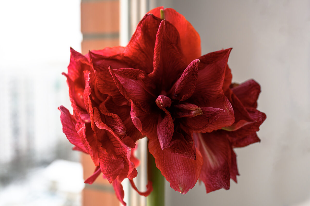 Цветок - Валерий Пославский