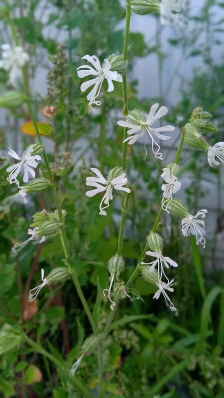 ажурные хлопушки - Елена Шаламова