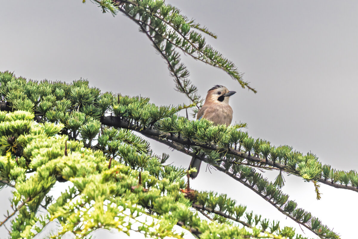 сойка - юрий макаров