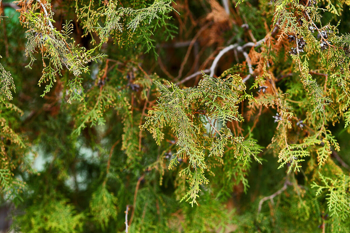 Вечнозелёное - Юрий Гайворонскiий