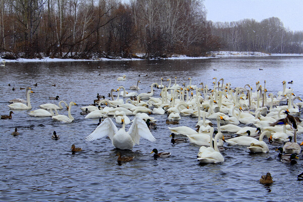 Готовятся к отлёту, - скоро на малую родину - Татьяна Лютаева