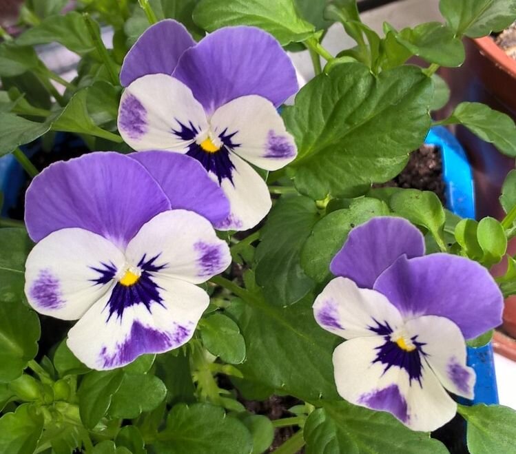 Анютины глазки - Елена Семигина