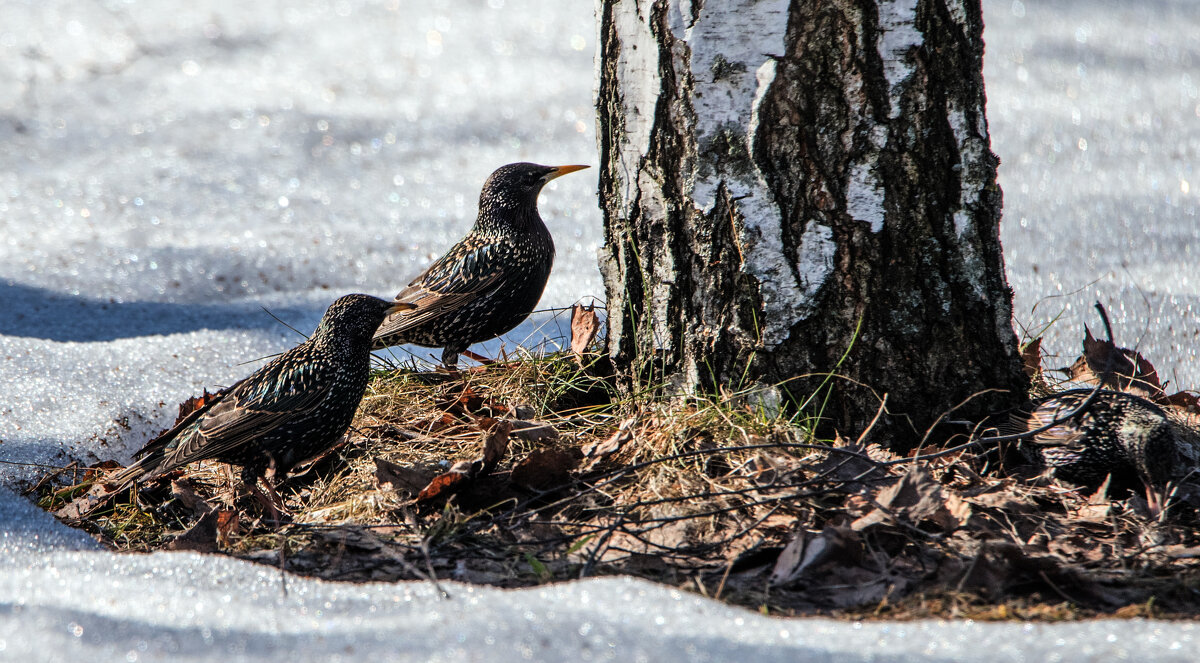 Весна. Скворцы прилетели. - Владимир Безбородов Весна. Скворцы прилетели. - Владимир Безбородов