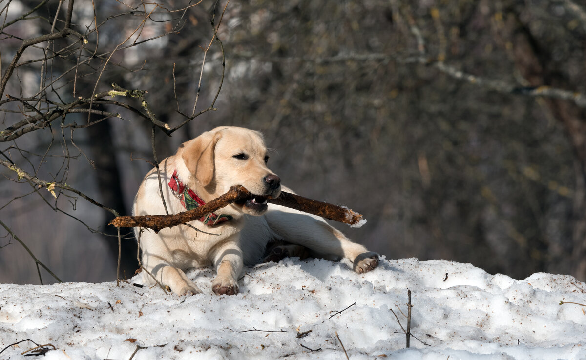 *** - Владимир Безбородов