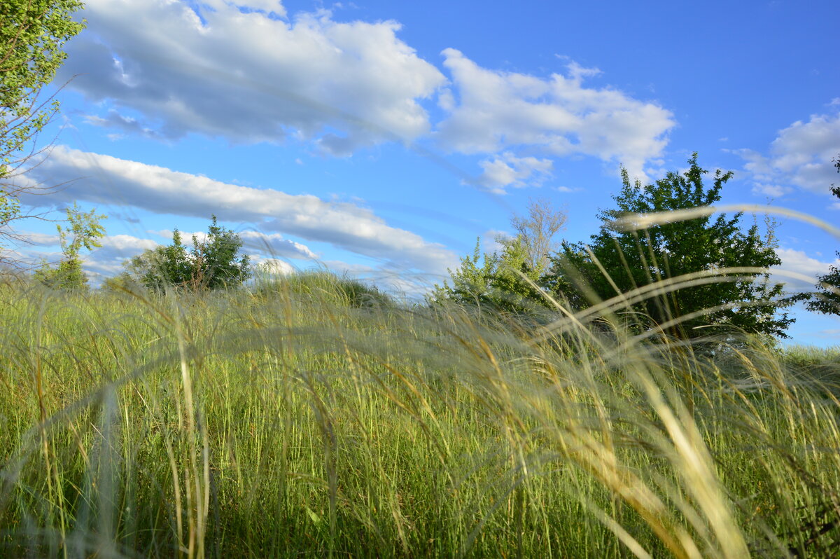 Ковыль. - Виктор Ковыль. - Виктор