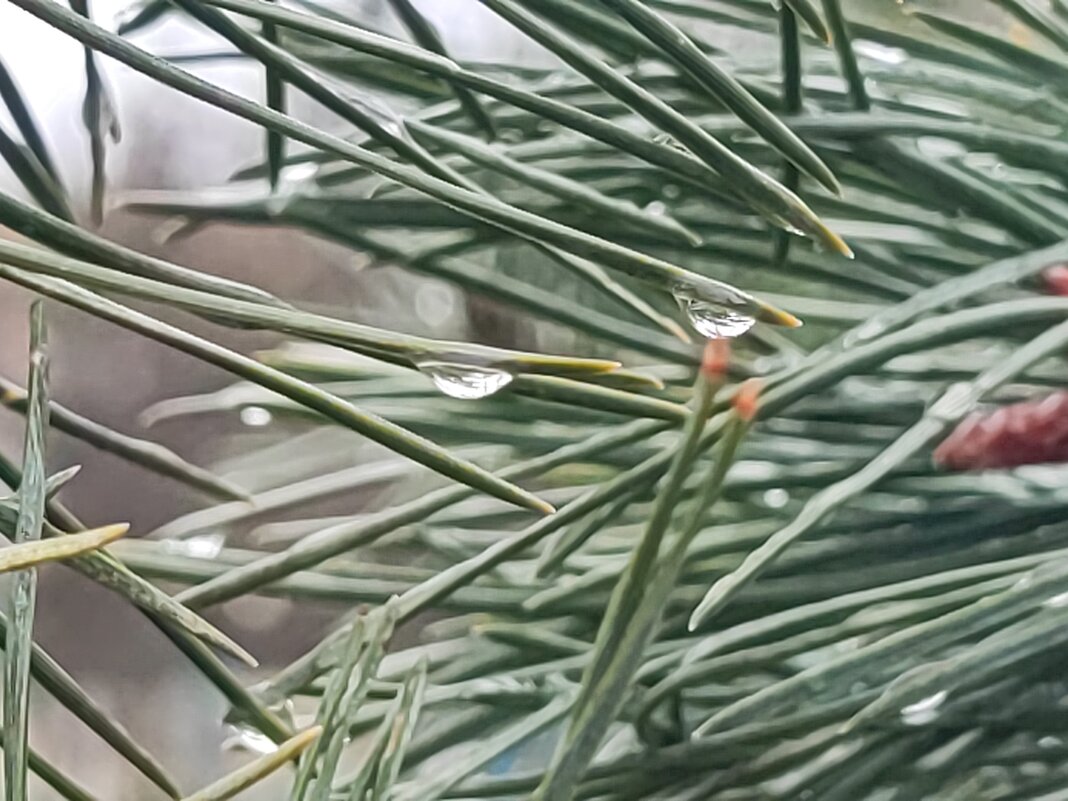 ,,, - Сергей Тимоновский