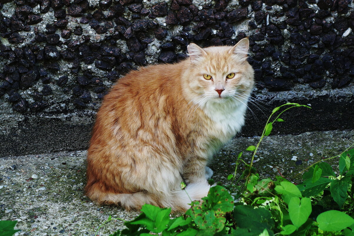 Рыжие кошки - Рита Симонова