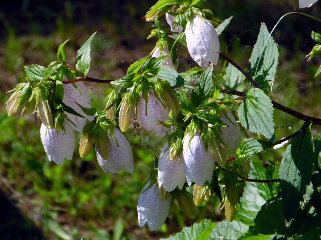 Летняя зарисовка. - nadyasilyuk Вознюк