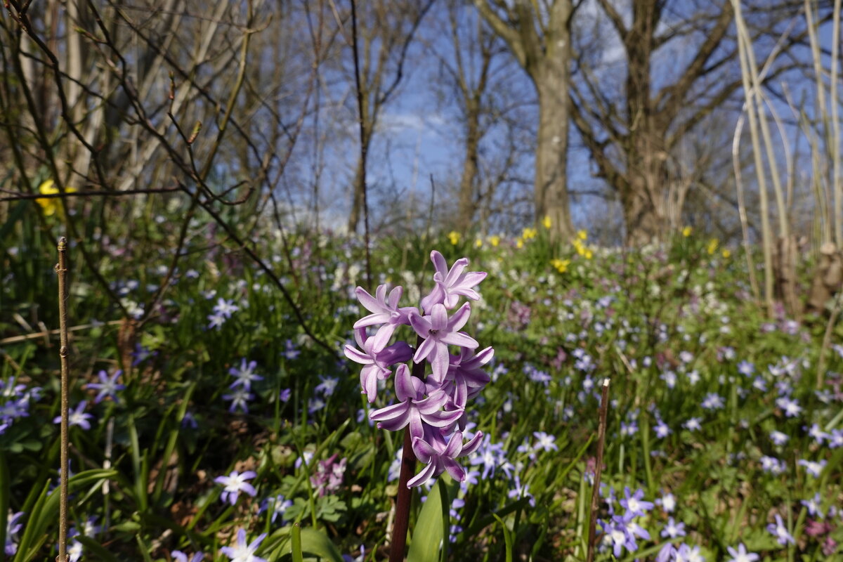 Весенняя пора... - Галина 