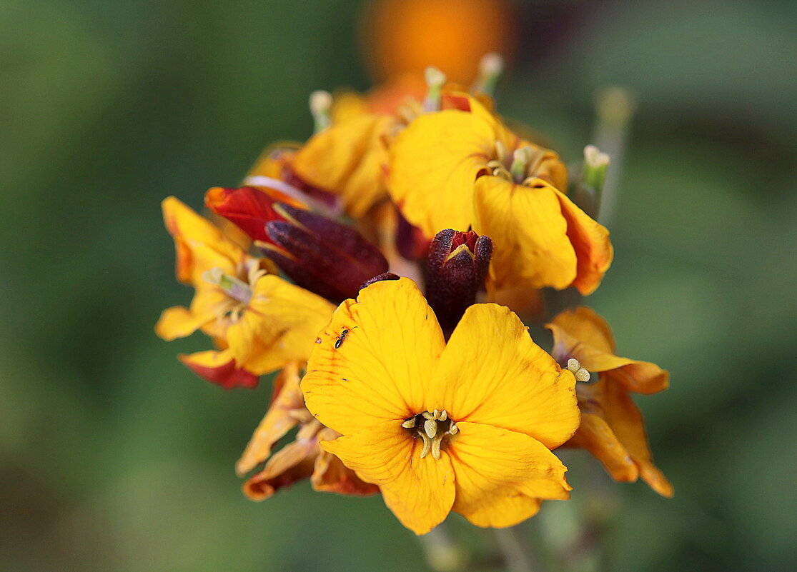Желтенький. - Оля Богданович