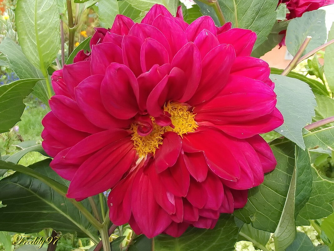 Георгин - Freddy 97