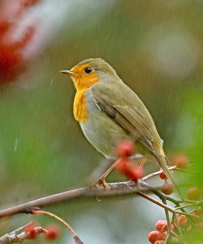 дождь в рябиновом лесу - Andrey Bragin 