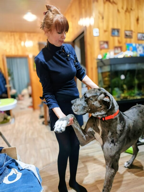 Дай лапу друг. - Михаил Столяров Дай лапу друг. - Михаил Столяров