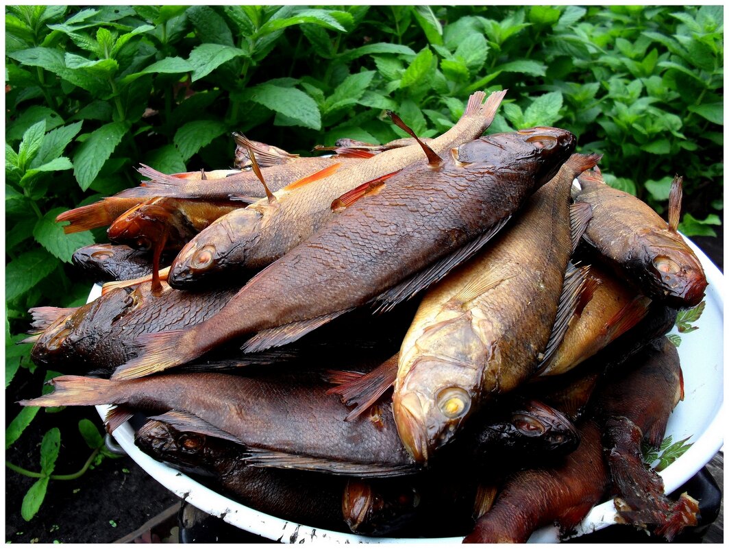 Поймал,закоптил... - Михаил К